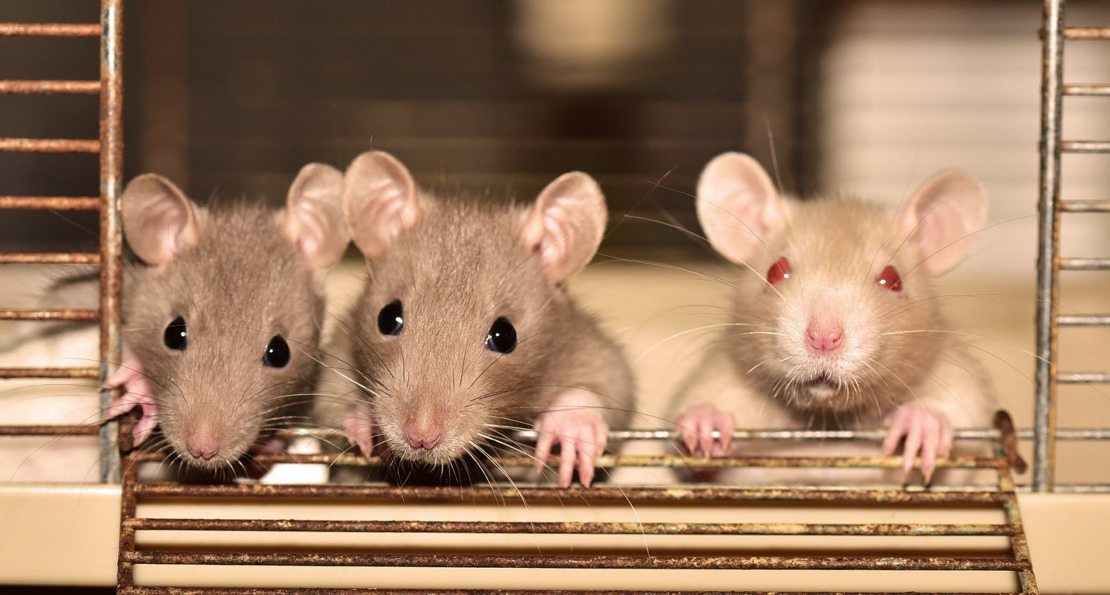 Comment éviter les nuisances causées par les rats ?